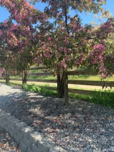 Spring blossoms