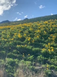 Hillside full of wild flowers